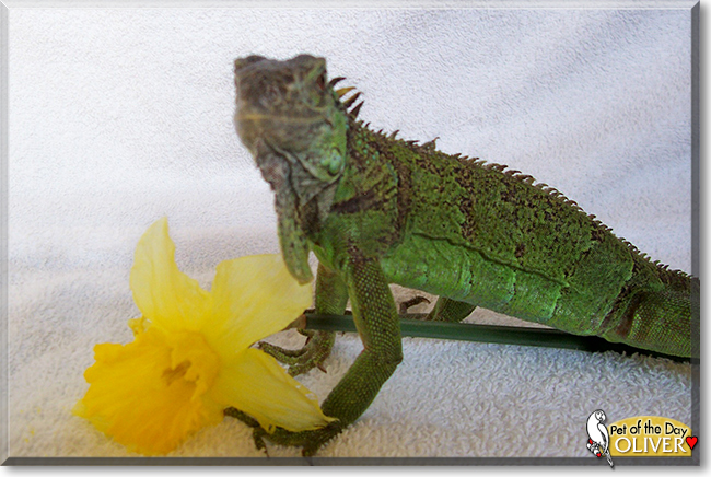 Oliver the Giant Green Iguana, the Pet of the Day