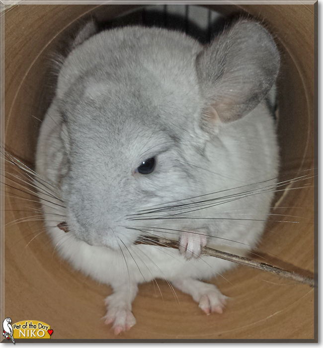 Niko the Chinchilla, the Pet of the Day