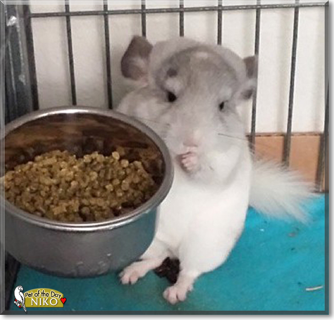 Niko the Chinchilla, the Pet of the Day