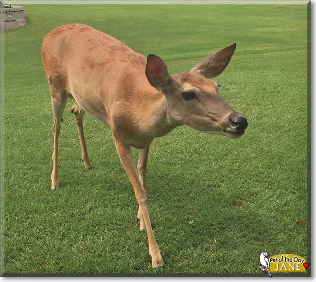 Jane the White Tailed Deer, the Pet of the Day