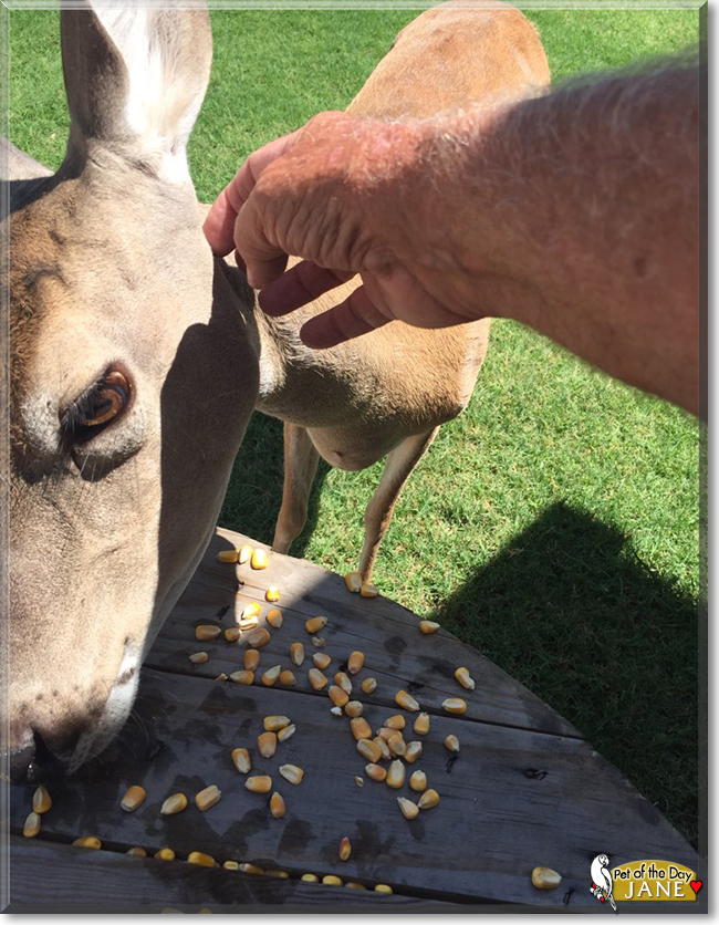 Jane the White Tailed Deer, the Pet of the Day