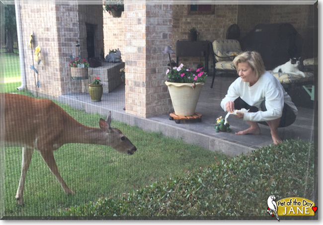 Jane the White Tailed Deer, the Pet of the Day