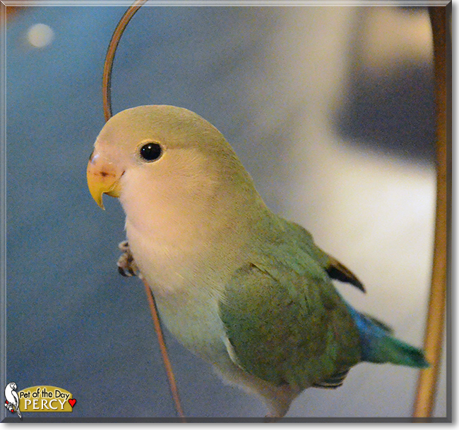 Percy the Lovebird, the Pet of the Day