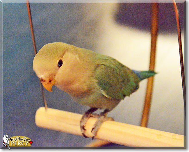 Percy the Lovebird, the Pet of the Day