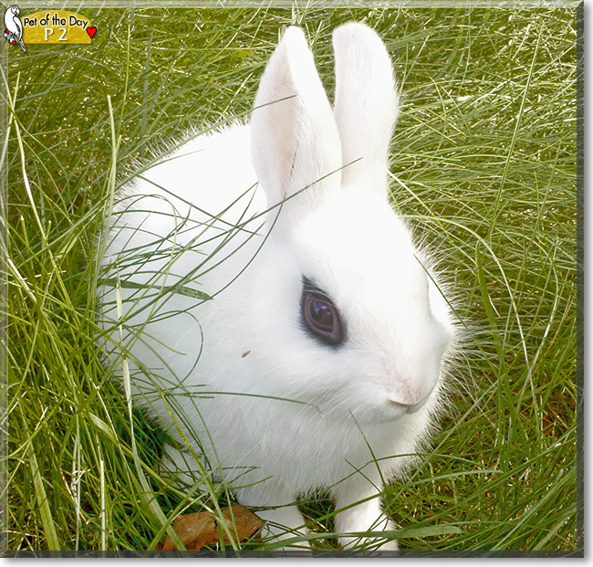 P2 the Dwarf Hotot Rabbit, the Pet of the Day