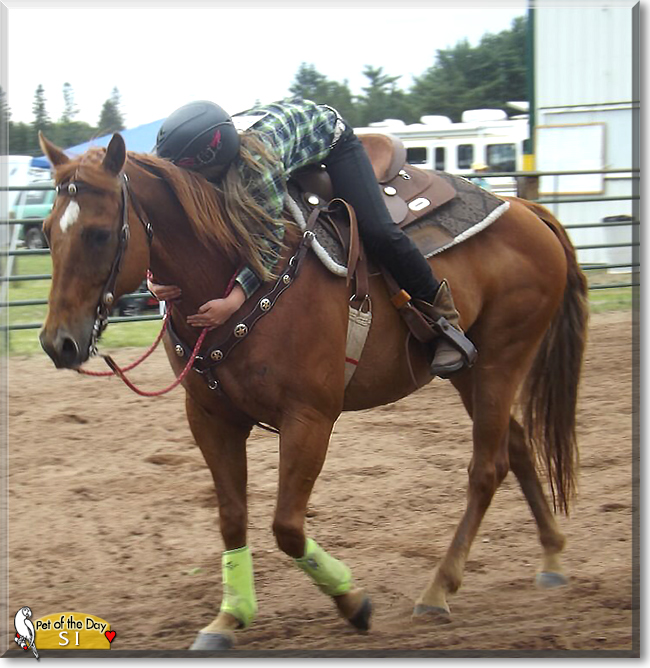 Si the Horse, the Pet of the Day