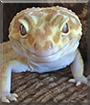 Thomas Gordon the Leopard Gecko
