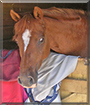 Minnie the British Riding Pony