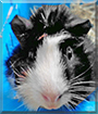 Michi the Guinea Pig