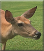 Jane the White Tailed Deer