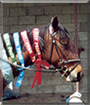 Holly the Standard Bred Horse