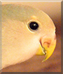 Percy the Lovebird