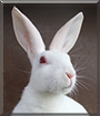 Ghost the Belgian Hare
