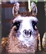 Shoshanah the Llama
