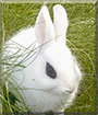 P2 the Dwarf Hotot Rabbit