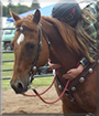 Si the Horse