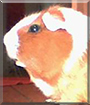 Goldi the Guinea Pig