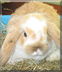 Flecki the Lop Rabbit