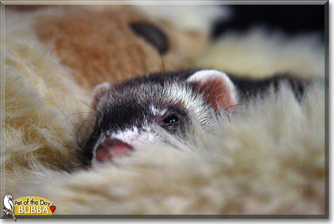 Bubba the Ferret, the Pet of the Day