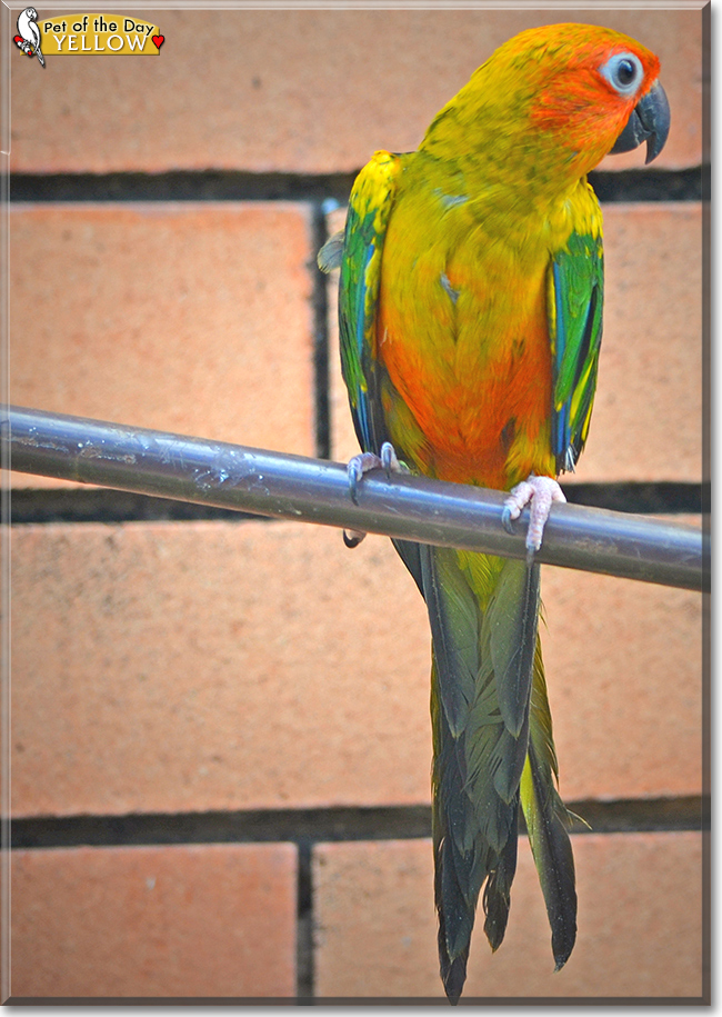 Yellow the Sun Conure, the Pet of the Day