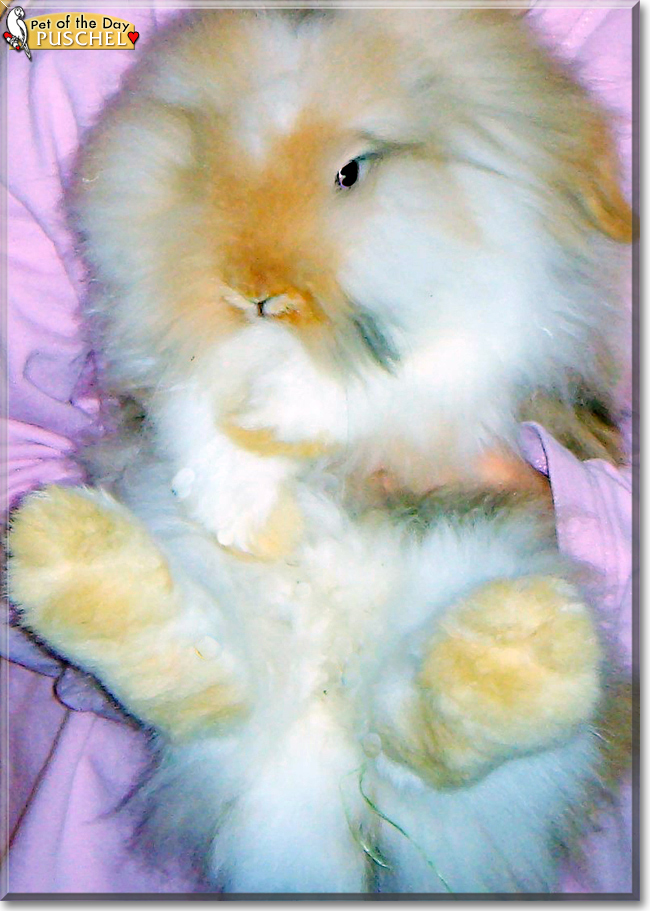 Puschel the Lionhead Rabbit, the Pet of the Day