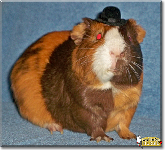 Herbie the English Short-Hair Cavy, the Pet of the Day