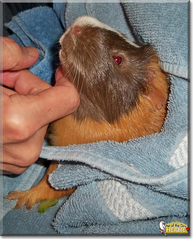 Herbie the English Short-Hair Cavy, the Pet of the Day