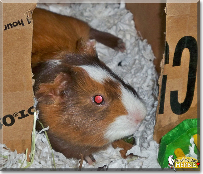 Herbie the English Short-Hair Cavy, the Pet of the Day