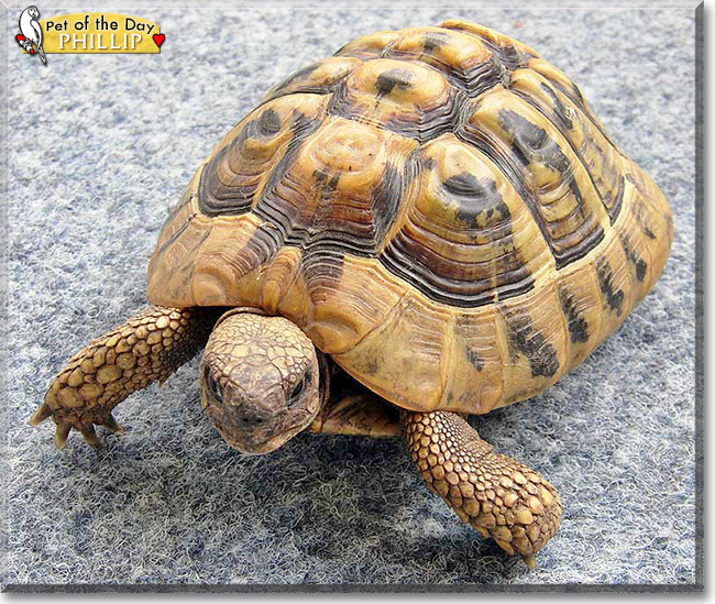 Phillip the Tortoise, the Pet of the Day