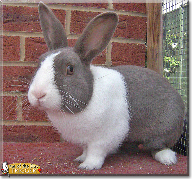 Trigger the Dutch Rabbit, the Pet of the Day