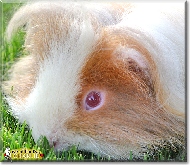 Charlie the Guinea Pig, the Pet of the Day
