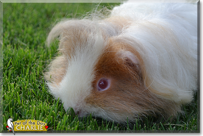 Charlie the Guinea Pig, the Pet of the Day