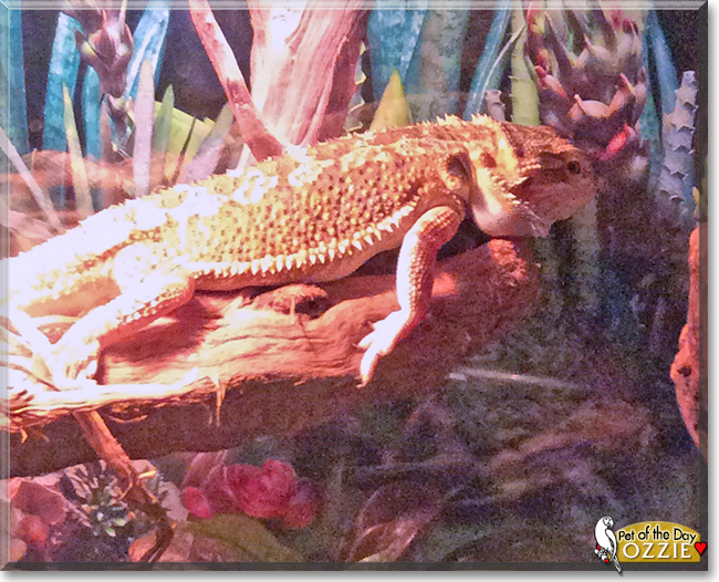 Ozzie the Bearded Dragon, the Pet of the Day