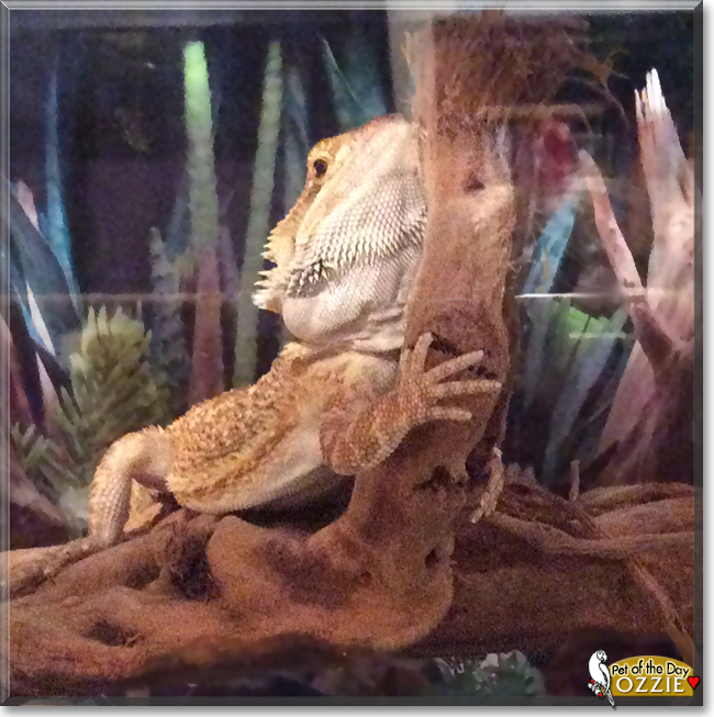Ozzie the Bearded Dragon, the Pet of the Day