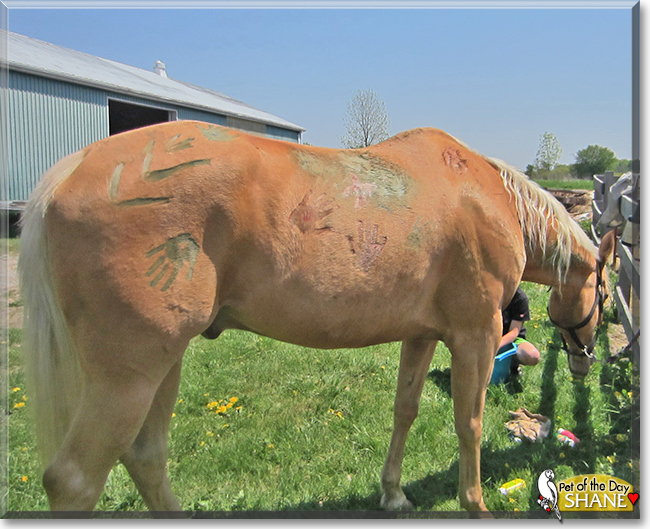 Shane the Quarter Horse, Arabian cross, the Pet of the Day