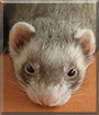 Nikita the Ferret