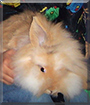 Puschel the Lionhead Rabbit