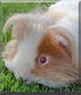 Charlie the Guinea Pig
