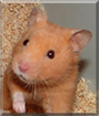 Anthony the Hamster