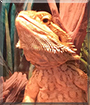 Ozzie the Bearded Dragon