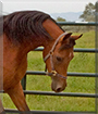 Dante the Quarter Horse