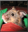 Pepper the Syrian Hamster