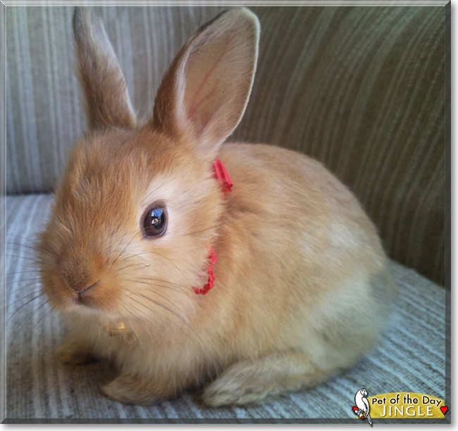 Jingle the Rabbit, the Pet of the Day