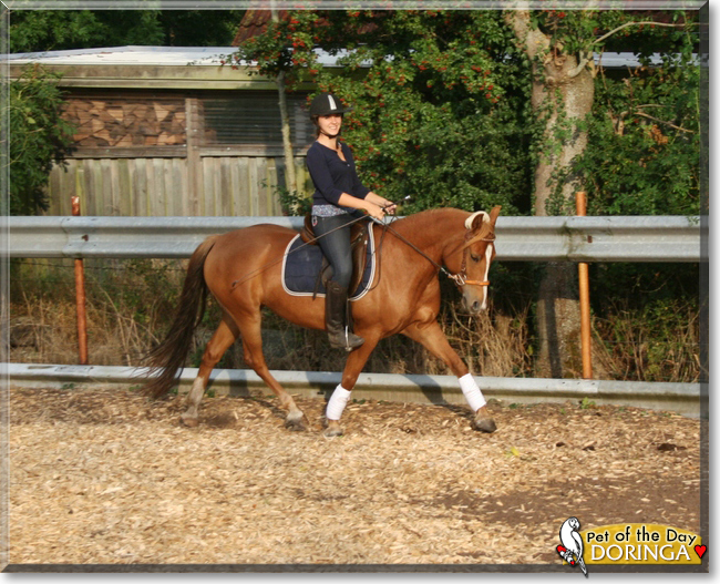 Doringa the Haflinger-Arabian horse, the Pet of the Day