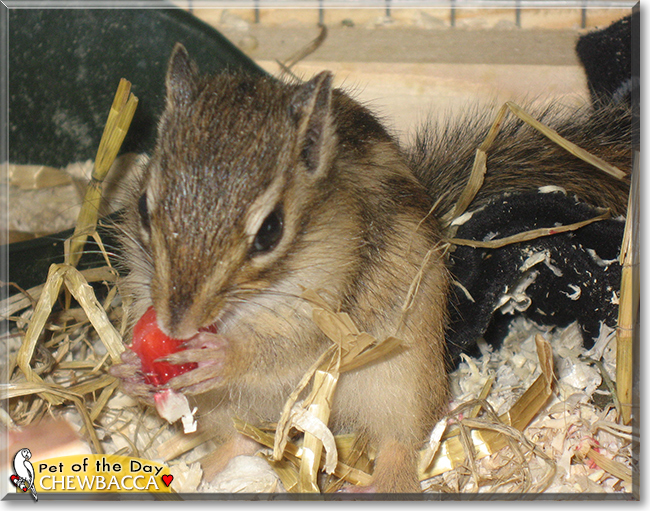 Chewbacca the Chipmunk, the Pet of the Day