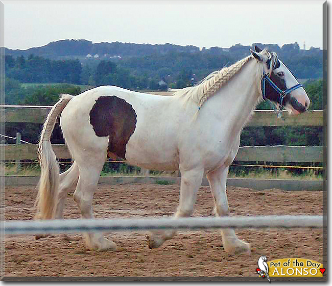 Alonso the Gypsy Cob, the Pet of the Day