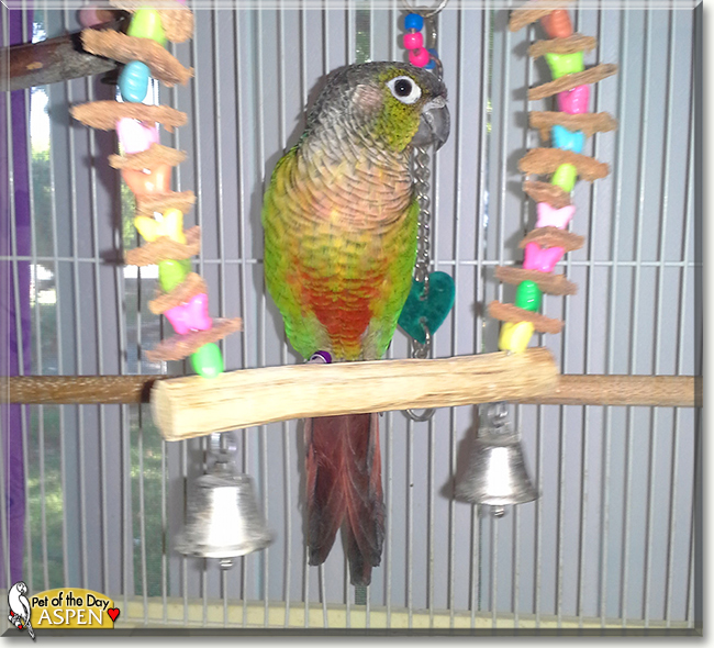 Aspen the Green Cheeked Conure, the Pet of the Day