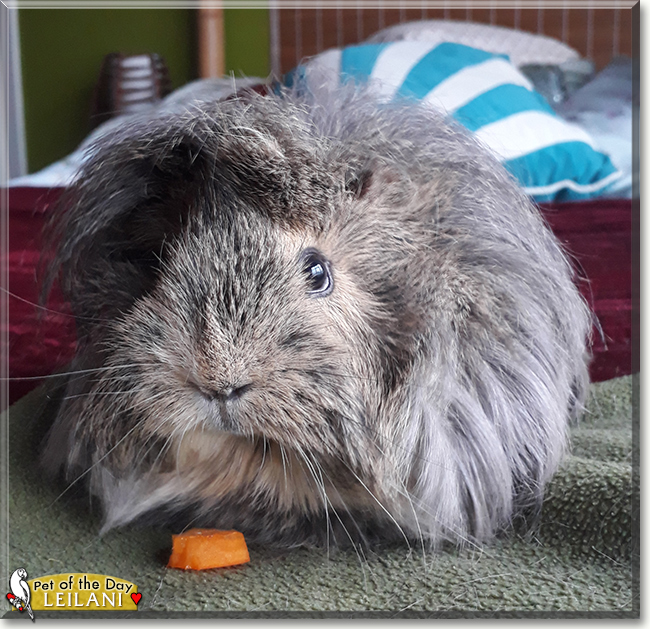 Leilani the Longhair Guinea Pig, the Pet of the Day