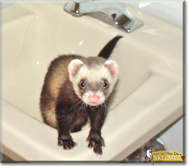 Skeemer the Ferret, the Pet of the Day