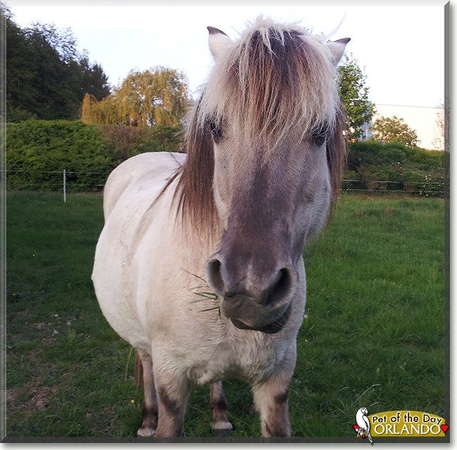 Orlando the Norwegian Fjord Horse, the Pet of the Day